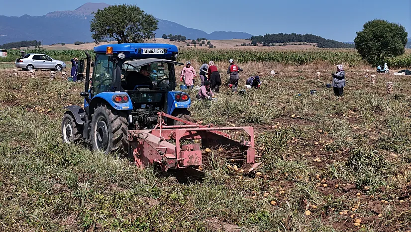 Bolu'da patates hasadı başladı, fiyat tarladan tezgaha yükseliyor