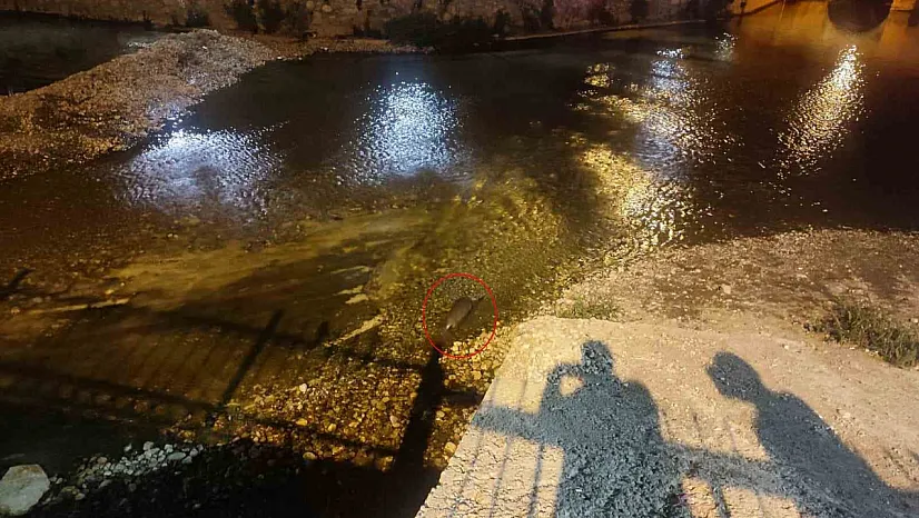 Çarşamba çayında su samuru sürprizi