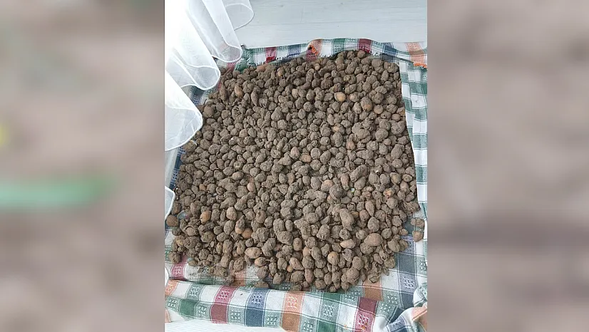 Çarşamba'da salep yetiştiriciliği için tespit çalışmaları sürüyor