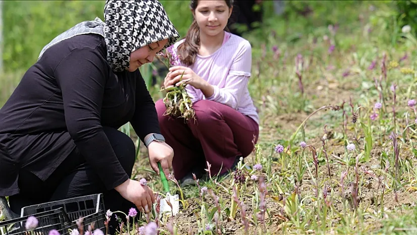 Doğa yürüyüşünde öğrendiği salep orkidesinin üretimine başladı