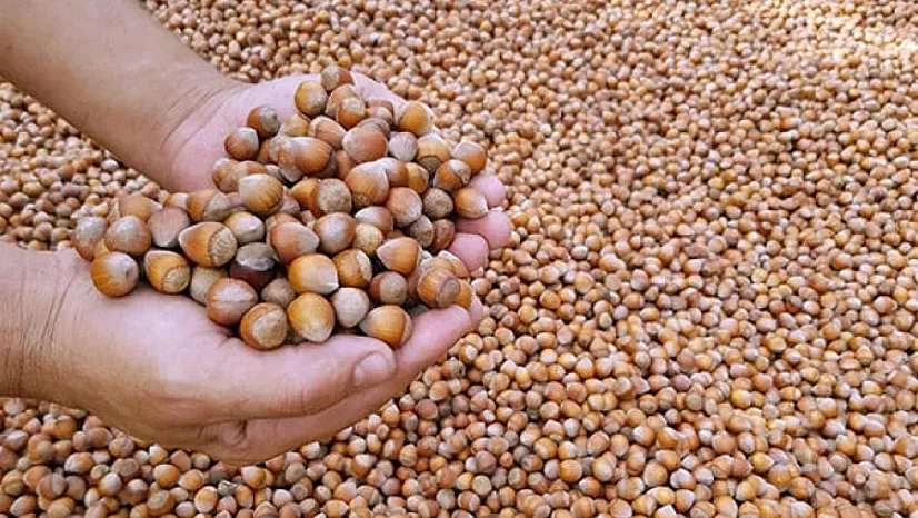 Düzce'de fındık fiyatları hareketli seyrini sürdürüyor