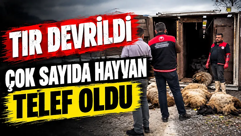 Elazığ-Diyarbakır kara yolunda küçükbaş hayvan yüklü tır devrildi: Sürücü yaralandı, çok sayıda hayvan telef oldu