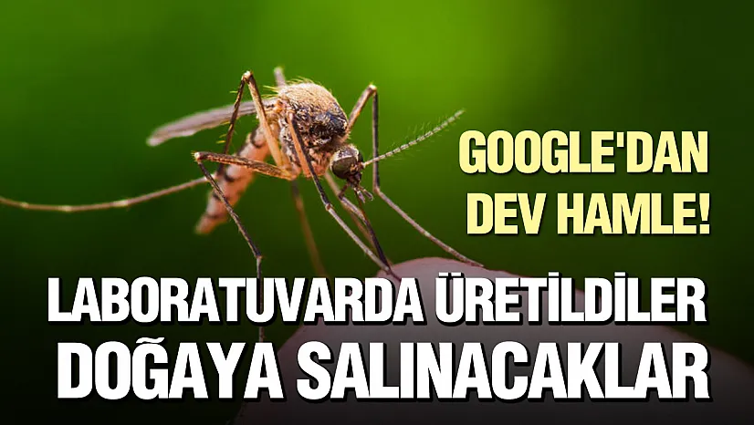 Google'dan biyolojik mücadele: Milyonlarca sivrisinek doğaya salınacak