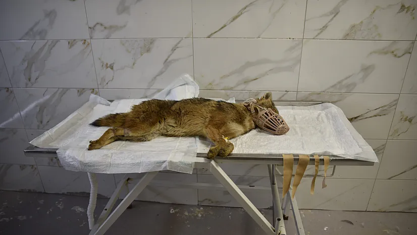 Hasta Çakal Tedavi Altına Alındı