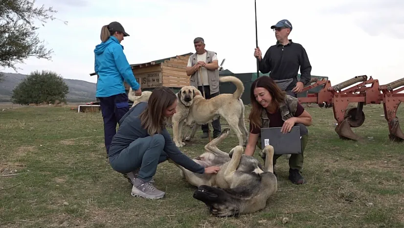İtalyan uzmanlar Türk çoban köpeklerine hayran kaldı