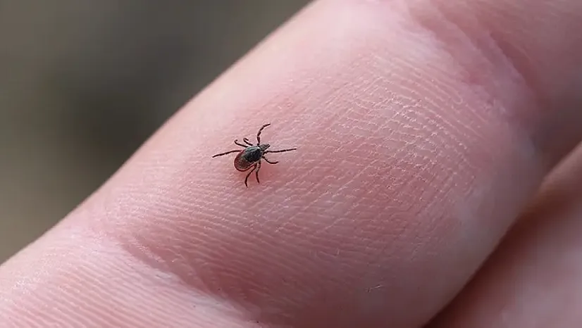 Kene Isırması Tehlikesi: Vakalar Artıyor