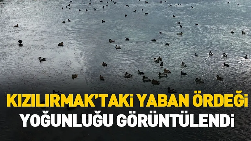 Kızılırmak'taki yaban ördeği yoğunluğu dronla görüntülendi