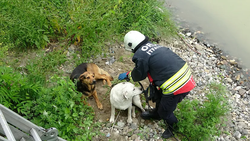 Köpeklerin yardımına itfaiye yetişti