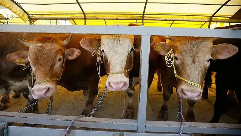 Kurban Bayramı'nda kaç milyon hayvan kesilecek? TZOB rakam verdi!