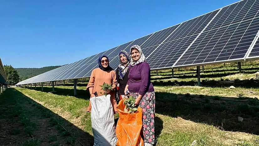 Ladik Ges'te Agrivoltaik Tarımda Hasat Zamanı