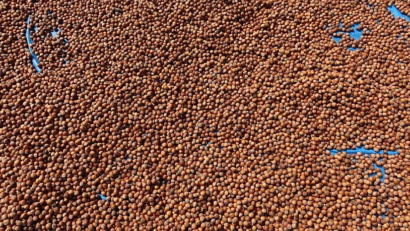 Ordu'da fındık fiyatları ilçelere göre değişiyor: Üretici temkinli, piyasa hareketli