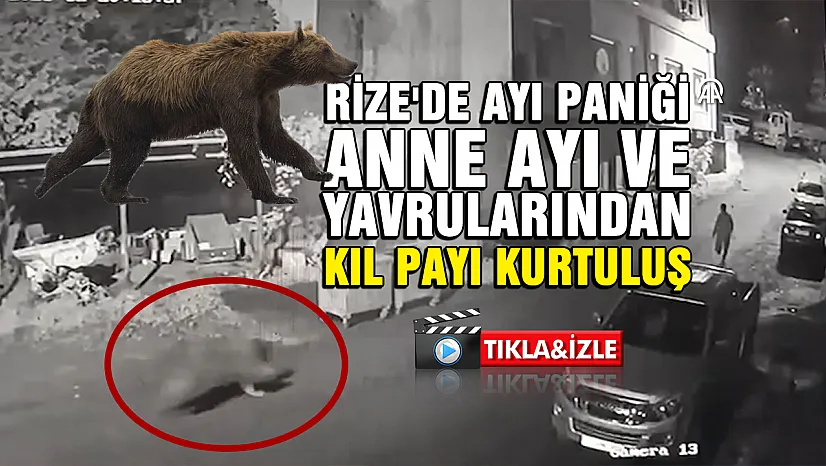 Rize'de Ayı Paniği: Anne Ayı ve Yavrularından Kaçış Anı Kamerada