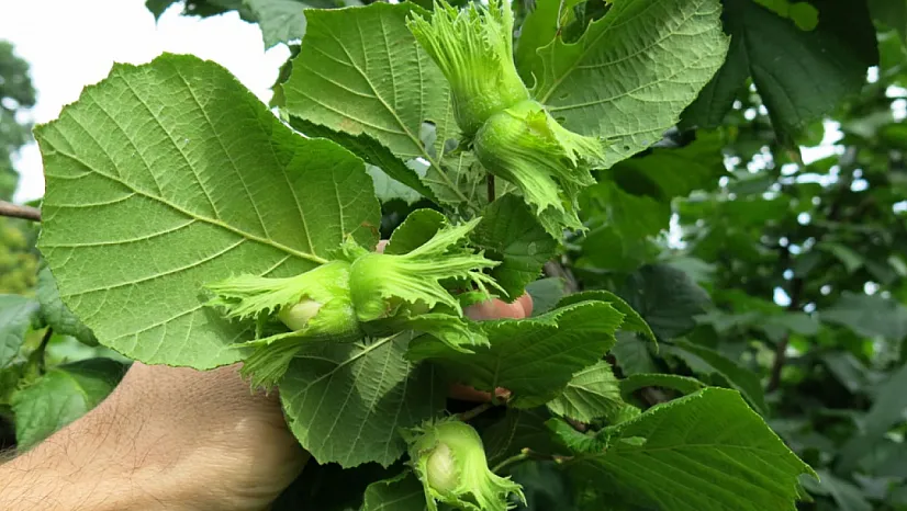 Rize fındık piyasası bu sabah oldukça hareketli