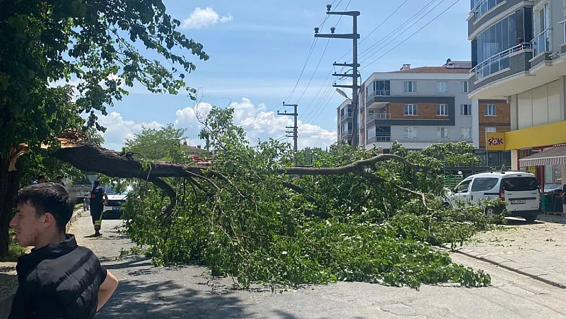 Samsun Çarşamba'da yola devrilen ağaç trafiği kapattı