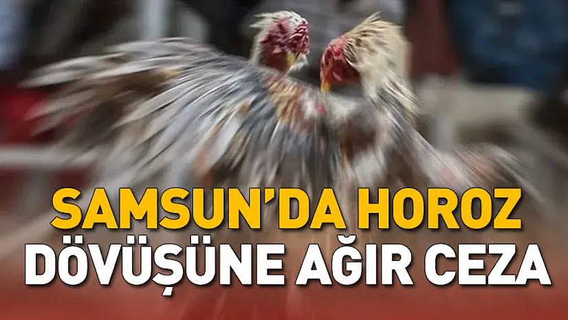 Samsun'da horoz dövüşüne ağır ceza