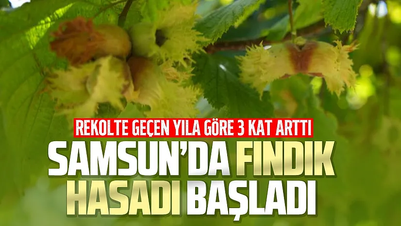 Samsun'da orta kesimlerde fındık hasadı başladı