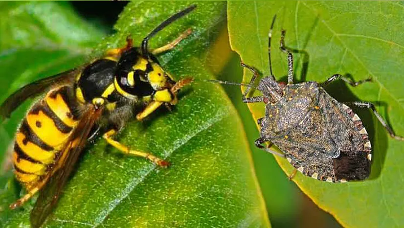 Sinop'ta kokarcalarla mücadele başladı