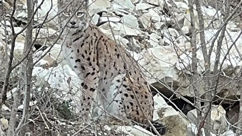 Erzurum'da nesli koruma altındaki vaşak görüntülendi