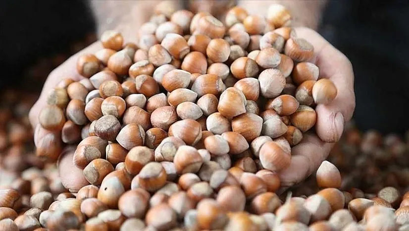 Üreticinin gözü bu rakamlarda: Düzce'de fındık fiyatları kaç lira oldu?