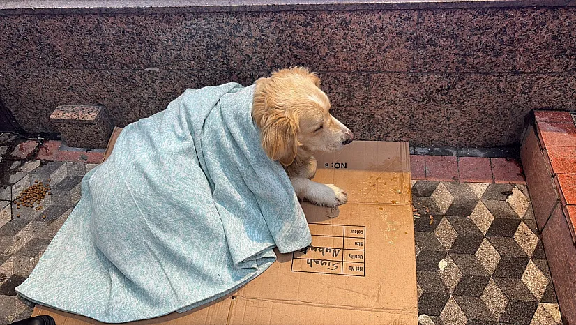 Üşüyen sokak köpeğine yorgan örten esnaf yürekleri ısıttı