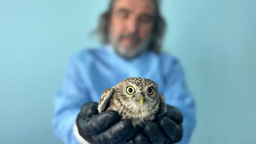 Van'da tedavi edilen 200 yaban hayvanı doğaya döndü