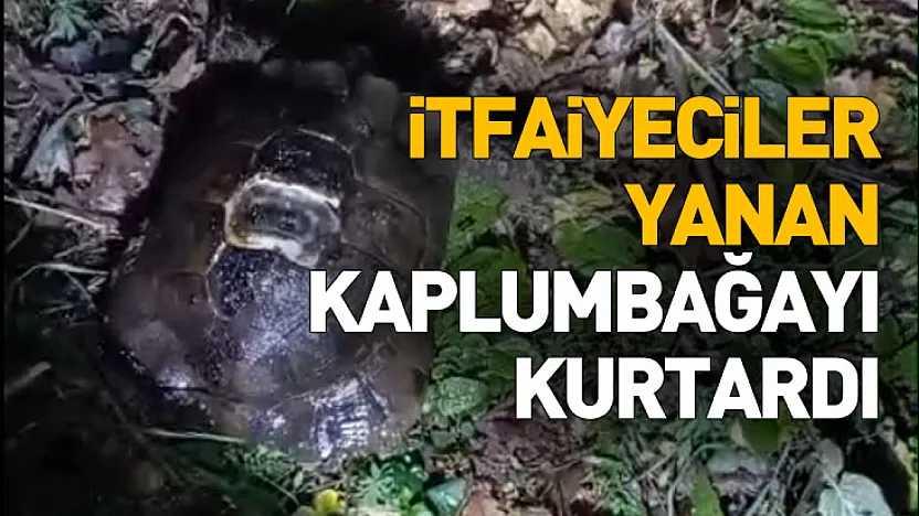 İtfaiyeciler Yanan Kaplumbağayı Kurtardı
