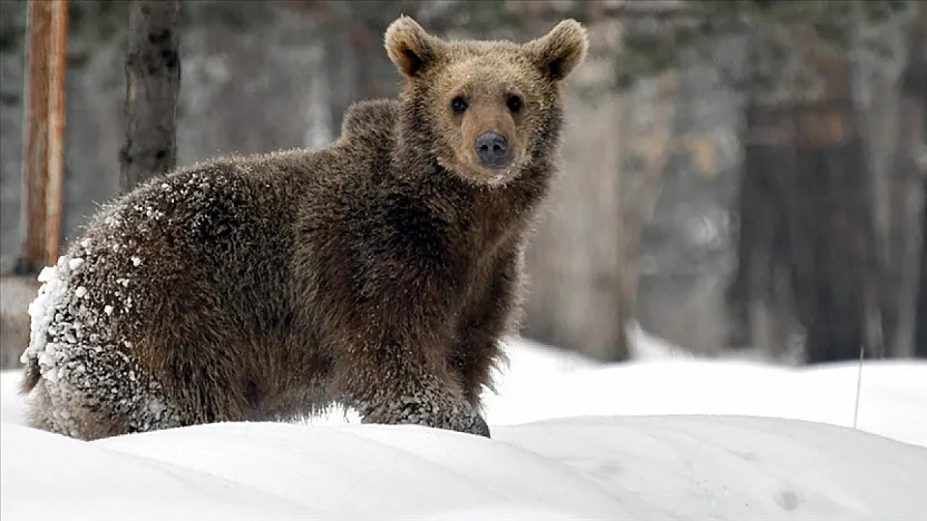 Kış uykusu nedir ? Ayılar neden şimdi uyuyorlar?