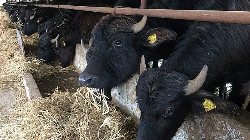 Manda üretiminin başkenti: Samsun zirveyi kimseye bırakmıyor