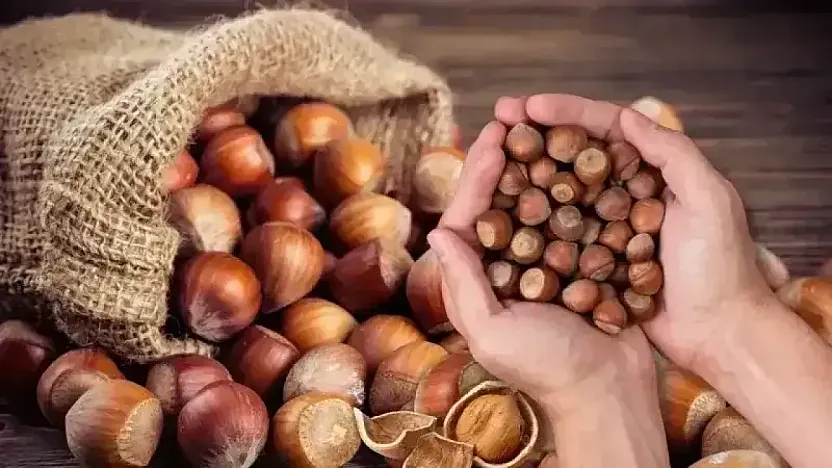 Samsun'da fındık 220 TL barajını aştı: İşte ilçe ilçe güncel fiyatlar!