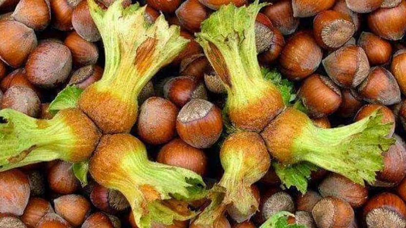 Samsun'da fındık fiyatları dengeli seyrediyor