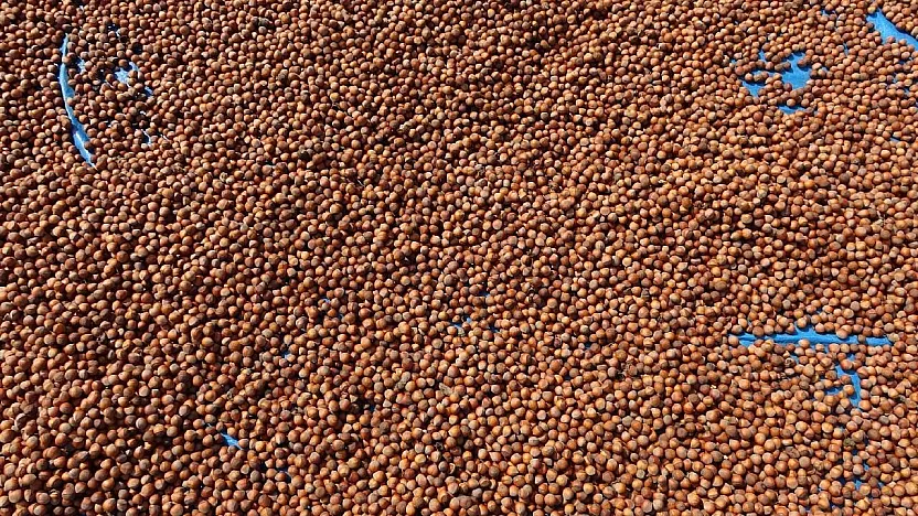 Samsun'da fındıkta bekleyiş Sürüyor: İşte güncel fındık fiyatları