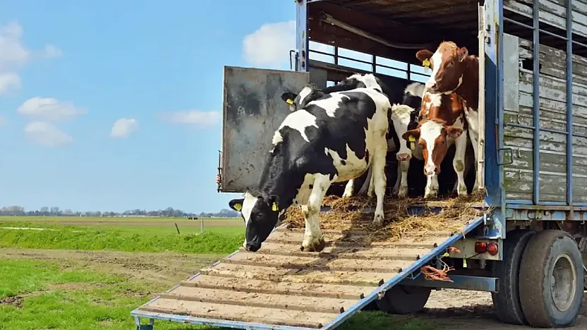 Samsun'da hayvan nakillerinde refah ve korunma eğitimi ile sınavı yapılacak