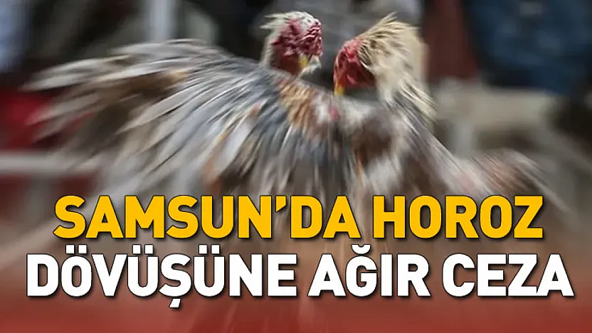 Samsun'da horoz dövüşüne ağır ceza
