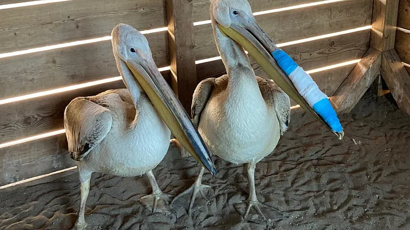 Samsun'da Tedavileri Tamamlanan Pelikanlar Doğaya Salındı