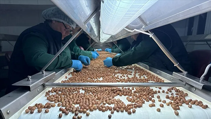 Samsun Fındık Fiyatları Arz Gücüyle Şekilleniyor