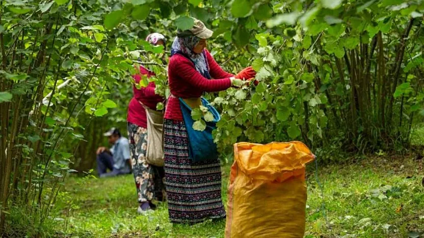 ​Samsunlu üretici beklemede: Fındık fiyatları yükselir mi?