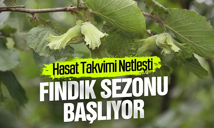 2026 fındık sezonunda Samsun için hasat takvimi netleşti