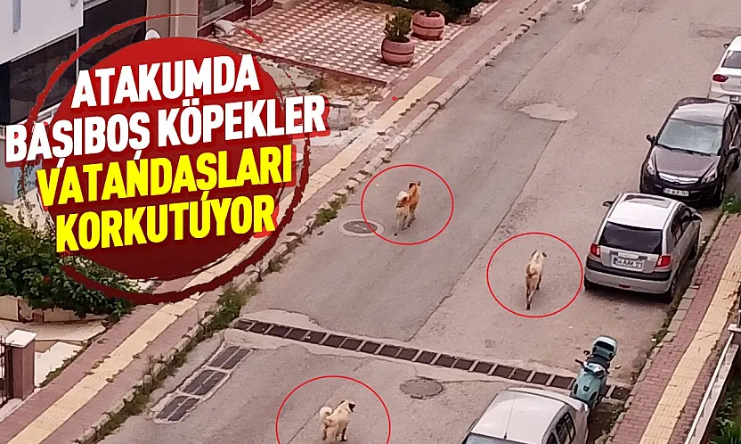 Atakum'da başıboş köpek tedirginliği: Mahalle sakinleri önlem alınmasını istiyor