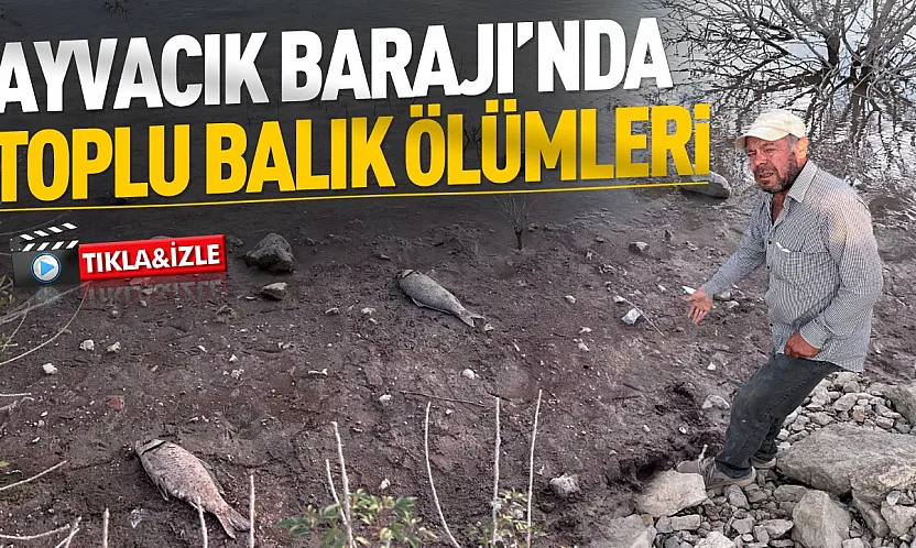 Ayvacık Barajı'nda balıklar ölüyor