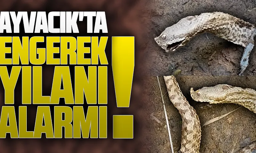 Ayvacık'ta engerek yılanı alarmı: Çiftçilere 'dikkatli olun' uyarısı