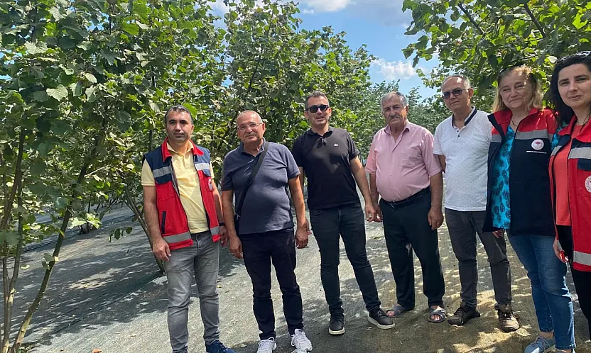 Çarşamba'da Kahverengi Kokarca Taramaları Sürüyor