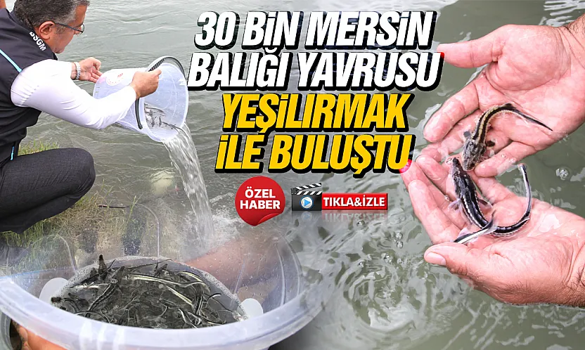 Çarşamba'da Mersin balıkları doğal yaşamla buluştu