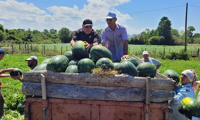 Çarşamba Ovası'nda karpuz hasadı başladı