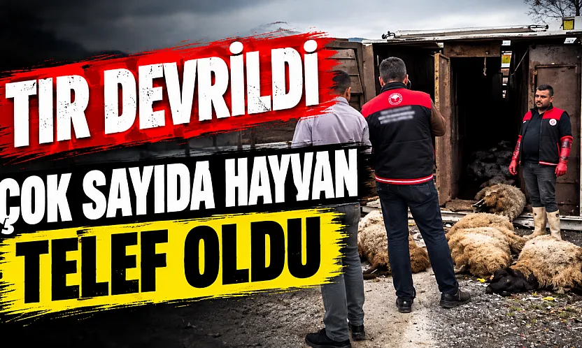Elazığ-Diyarbakır kara yolunda küçükbaş hayvan yüklü tır devrildi: Sürücü yaralandı, çok sayıda hayvan telef oldu