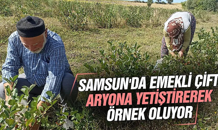 Emekli çiftin Samsun'da kurduğu aronya bahçesi alternatif tarıma örnek oluyor