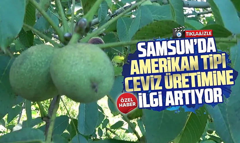 Fındığın yanında yeni alternatif: Samsun'da ceviz üretimi