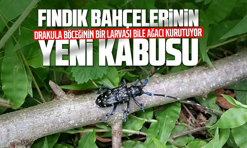 Fındığın yeni kabusu: 'Drakula böceği' Rize'de de görüldü