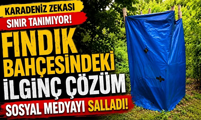 Fındık bahçesindeki ilginç çözüm sosyal medyada ilgi odağı oldu