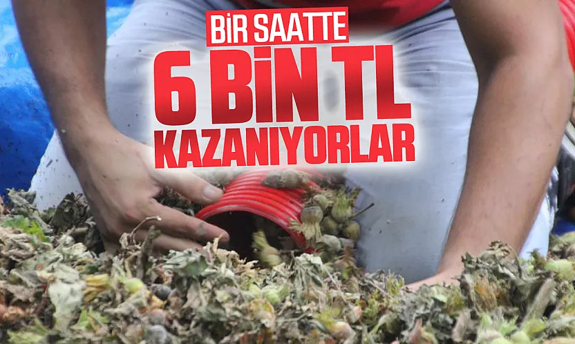 Fındık sezonunda patoz mesaisi başladı