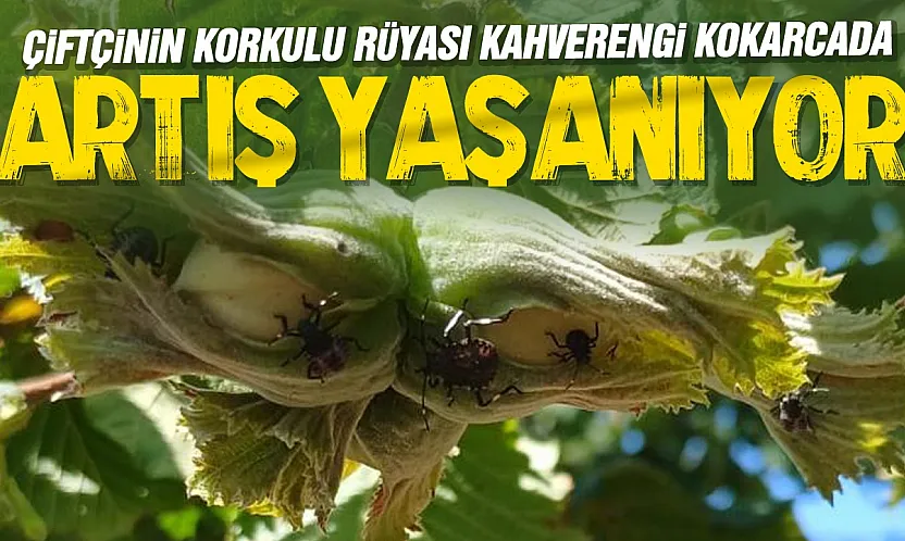 Fındık üreticilerine kahverengi kokarca ve külleme uyarısı